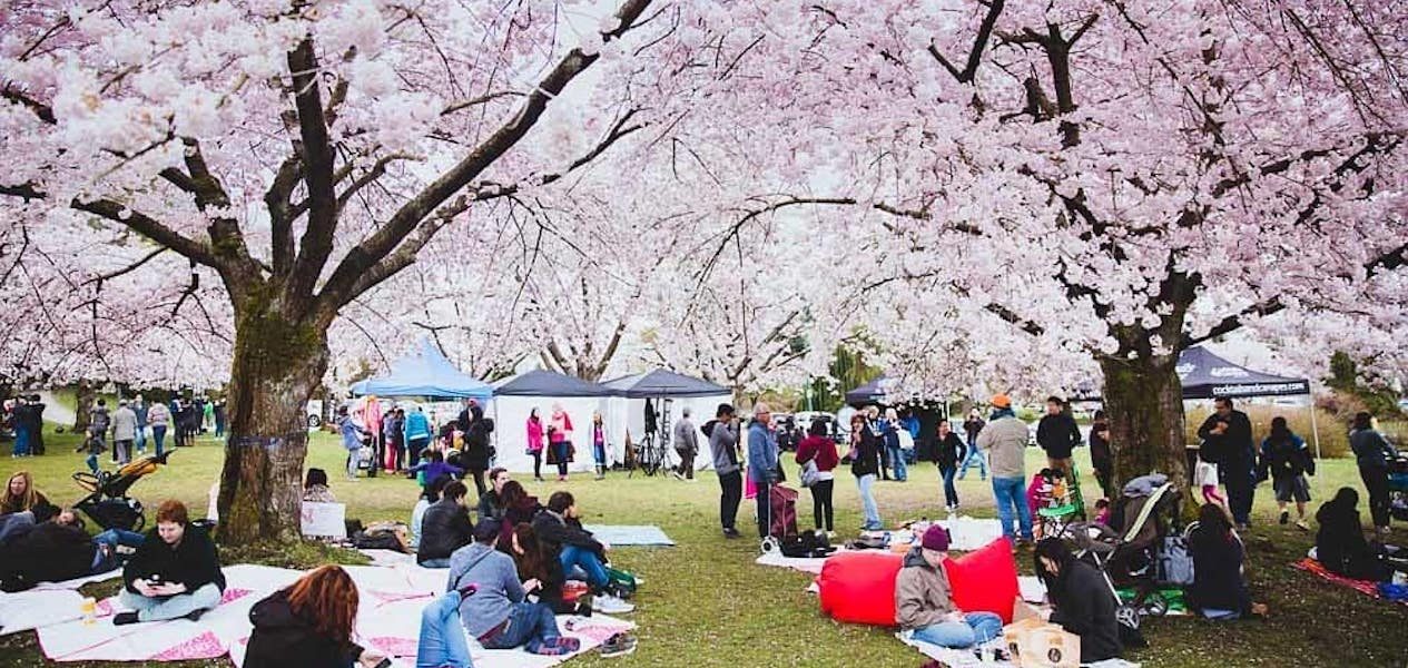 vancouver cherry blossom festival
