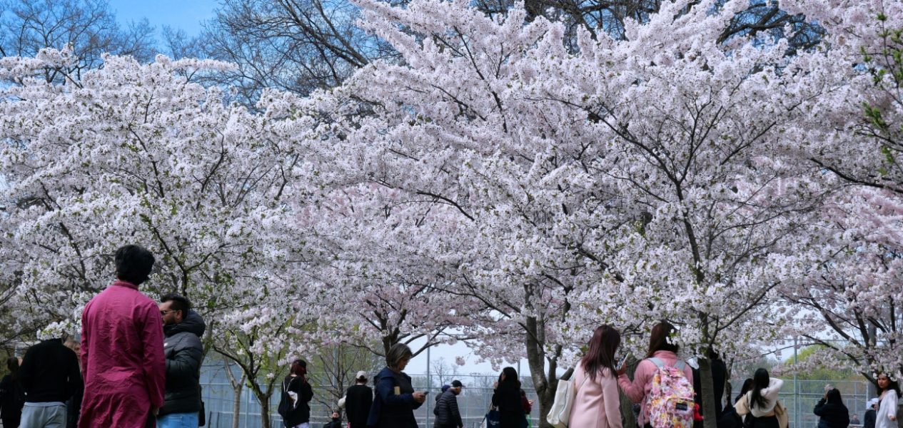 toronto cherry blossom