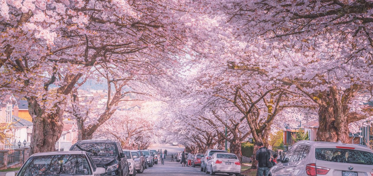vancouver cherry blossoms