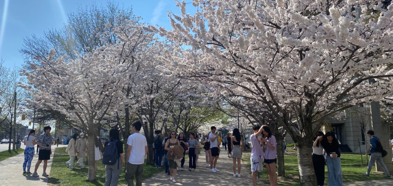 toronto cherry blossoms