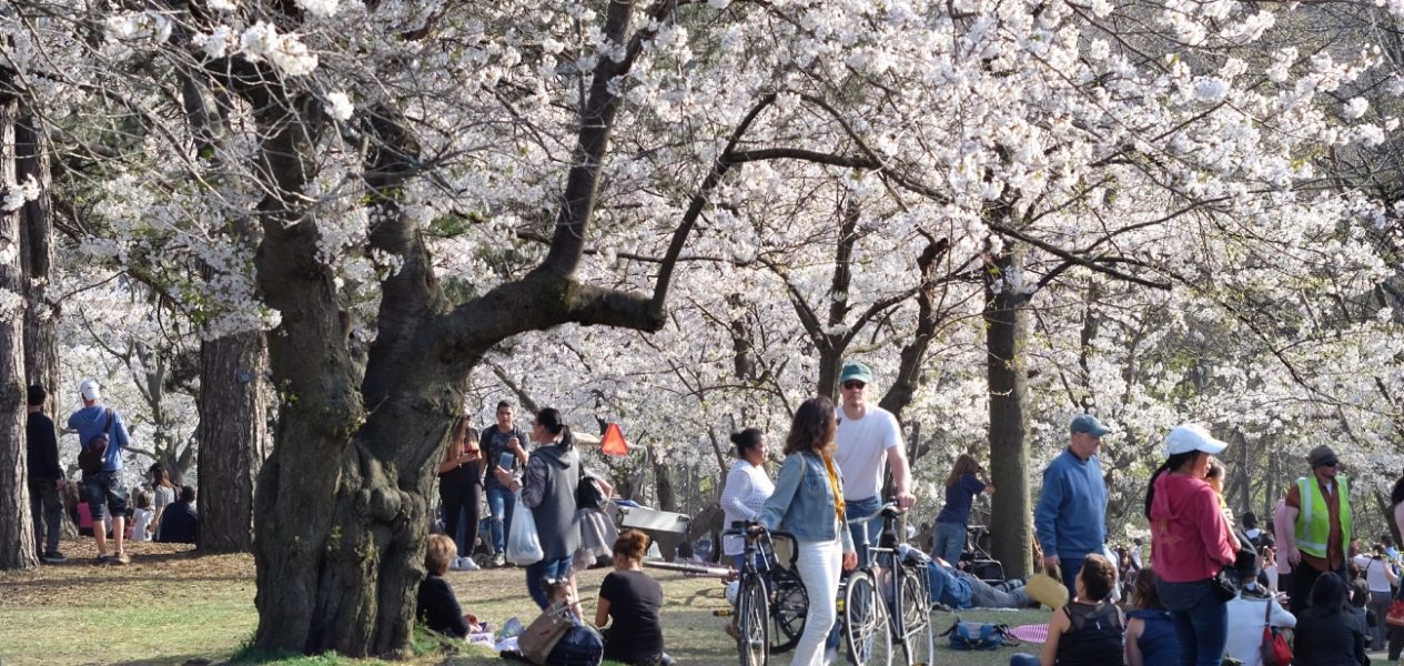 when will the high park cherry blossoms bloom this year