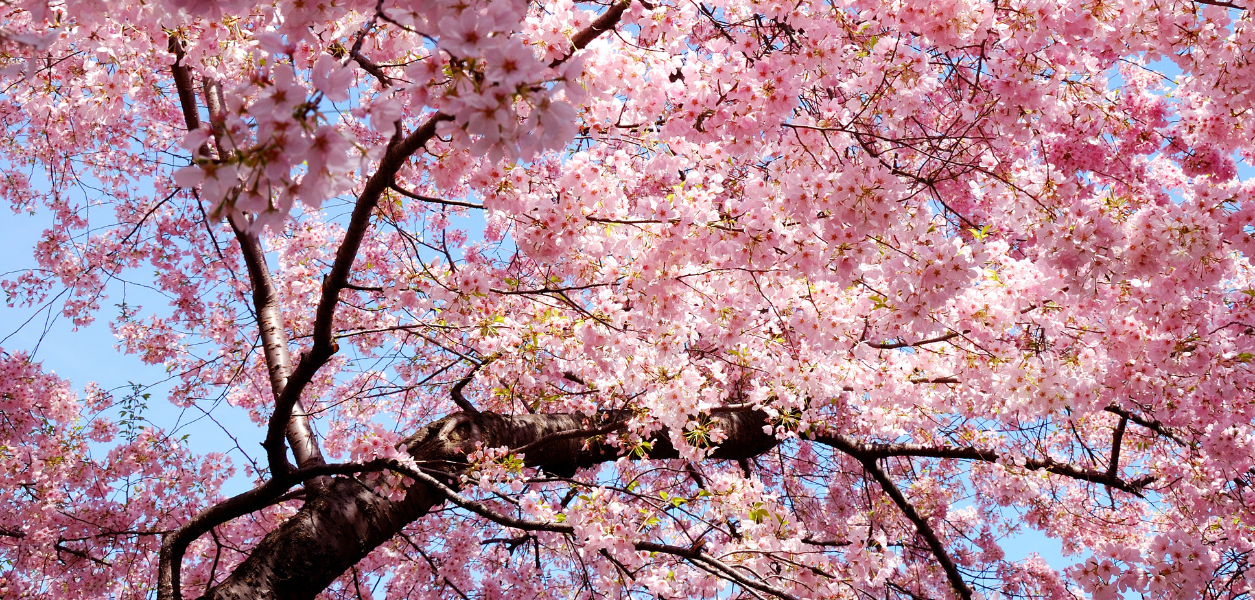 cherry blossoms alberta