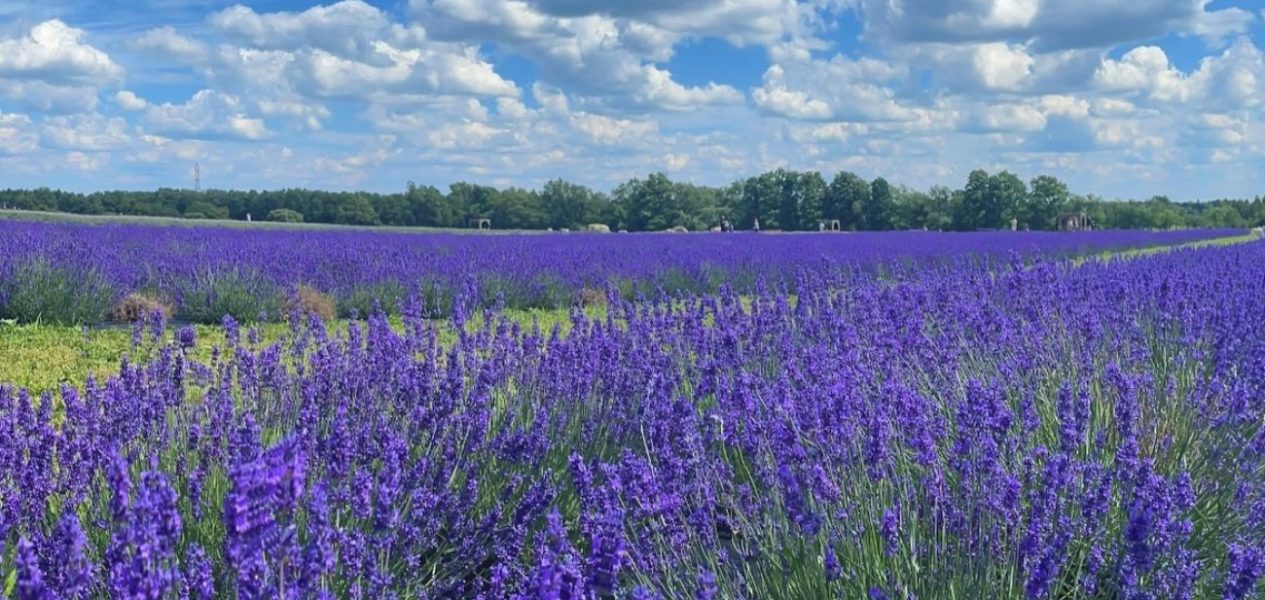 Avalon Lavender Farm