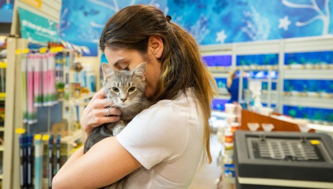 cat and kitten adoption events in Toronto