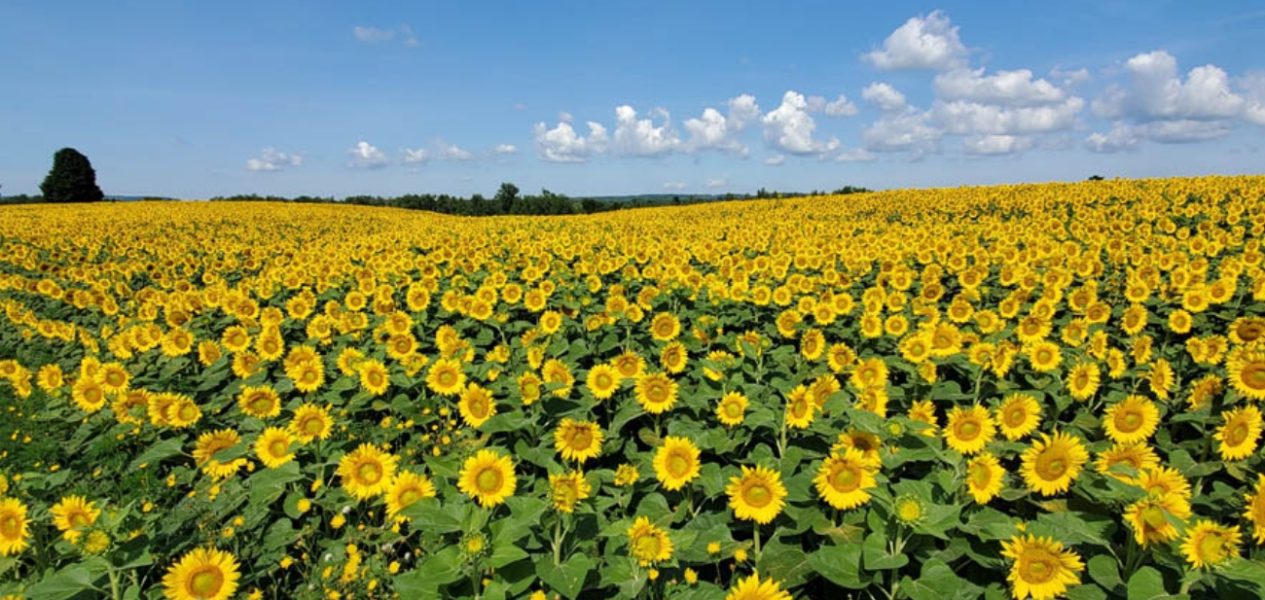 toronto sunflower festival