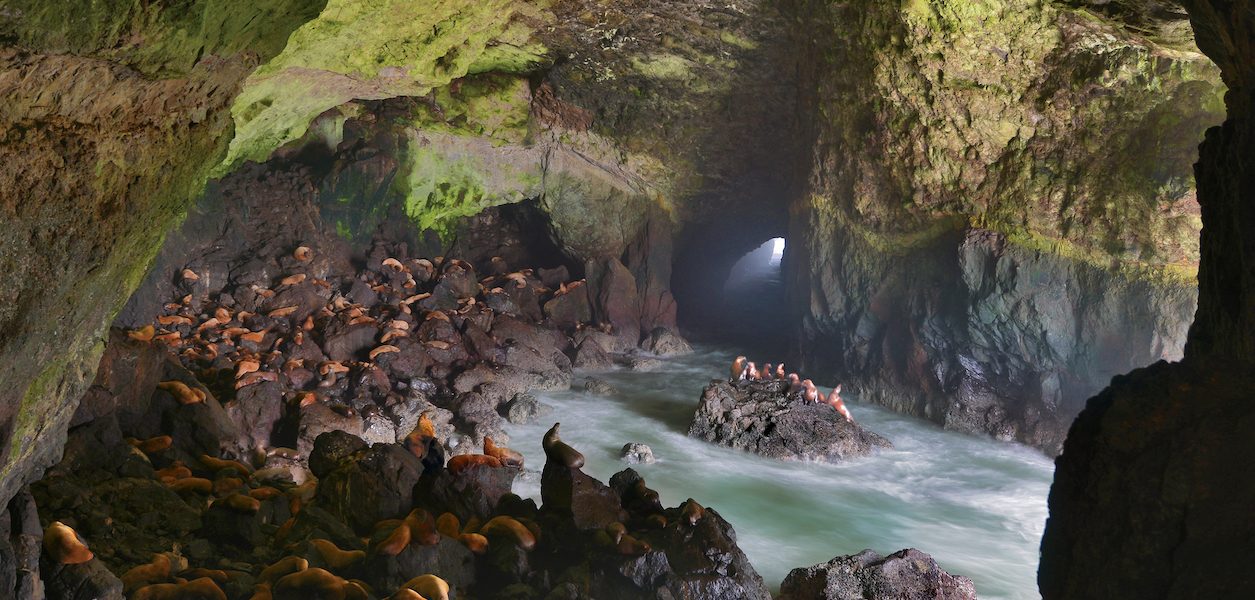 sea lion caves