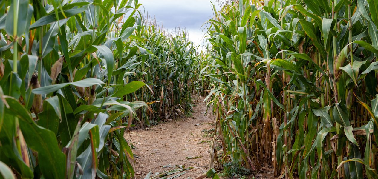 chilliwack corn maze 2023