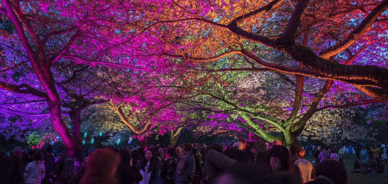 blossoms after dark vancouver 2024