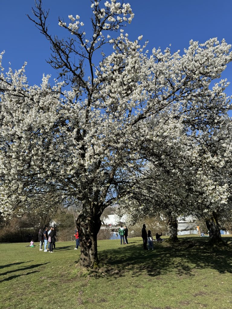 cherry blossoms vancouver march 29-april 6