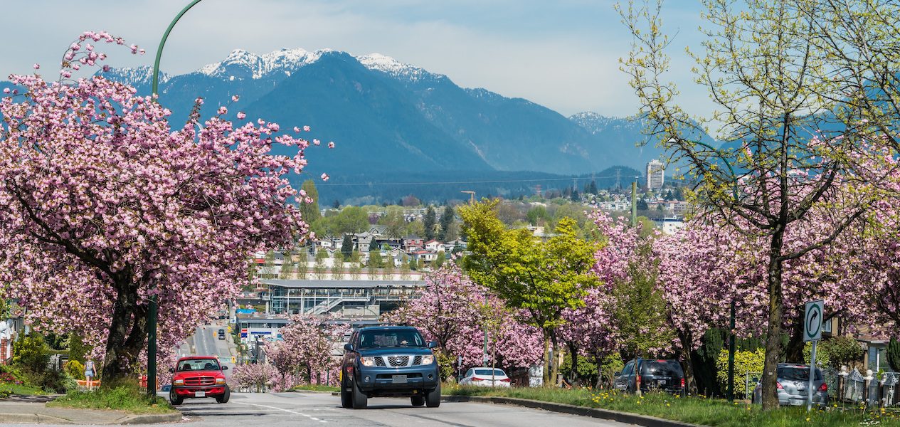 vancouver cherry blossoms blooming march 2024