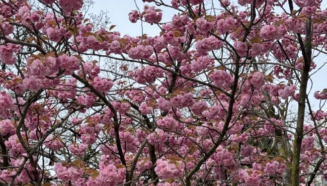 kanzan cherry blossoms vancouver